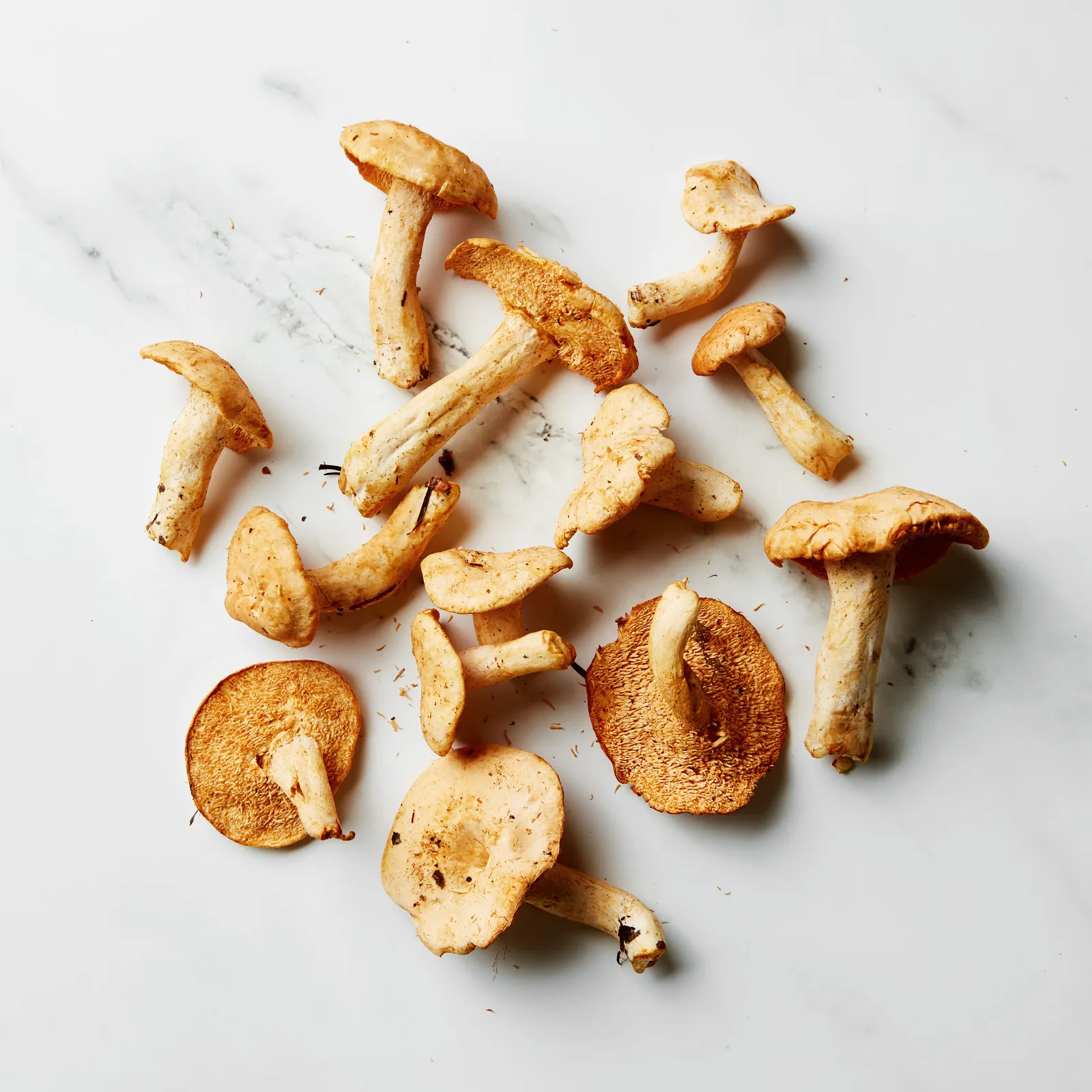 Hedgehog Mushroom