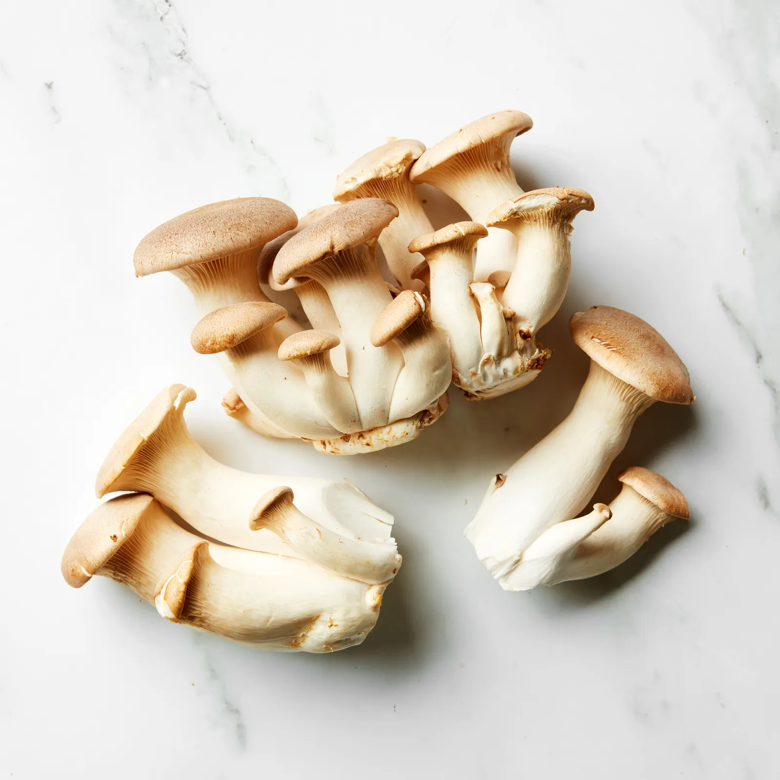 King Oyster Mushroom