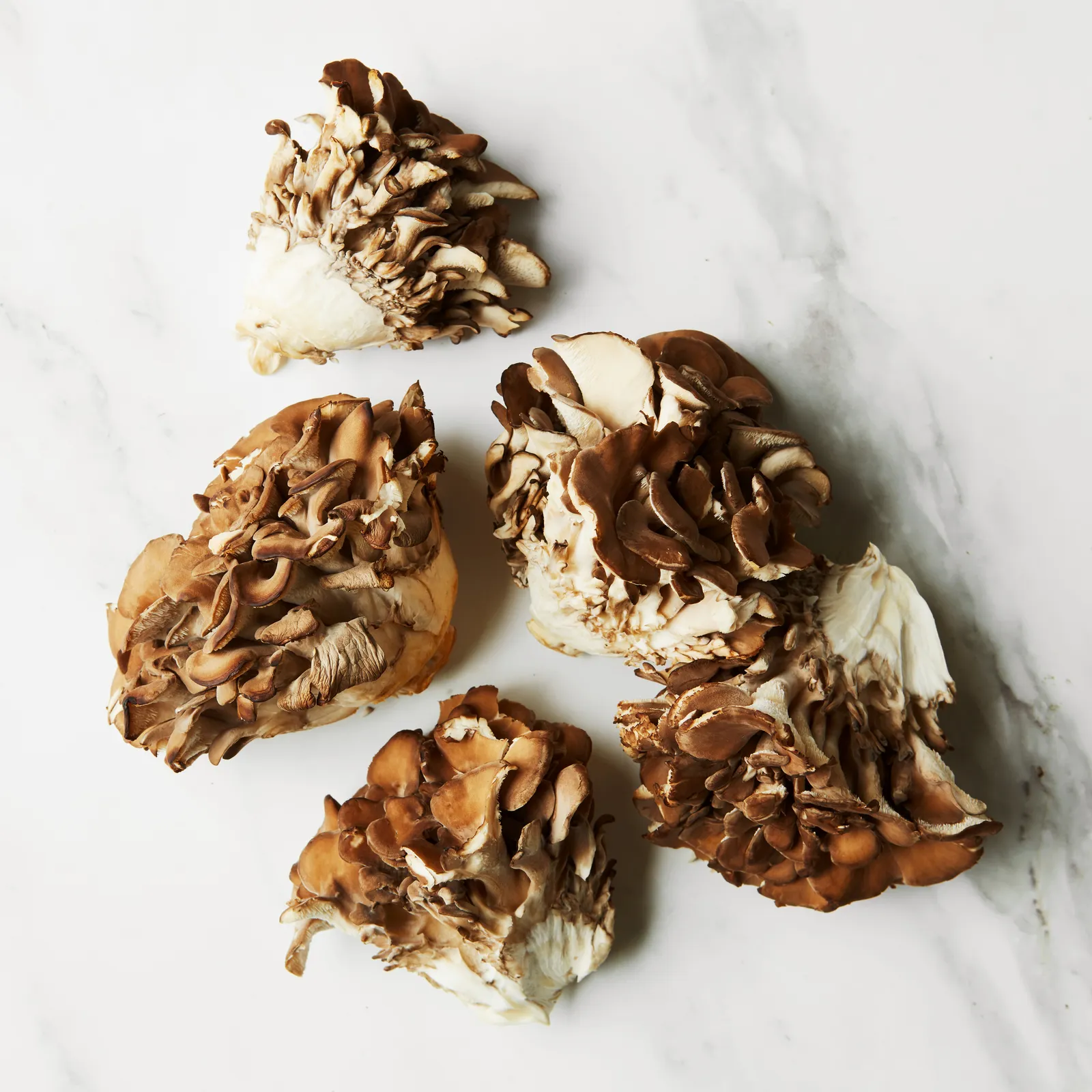 Maitake Mushroom