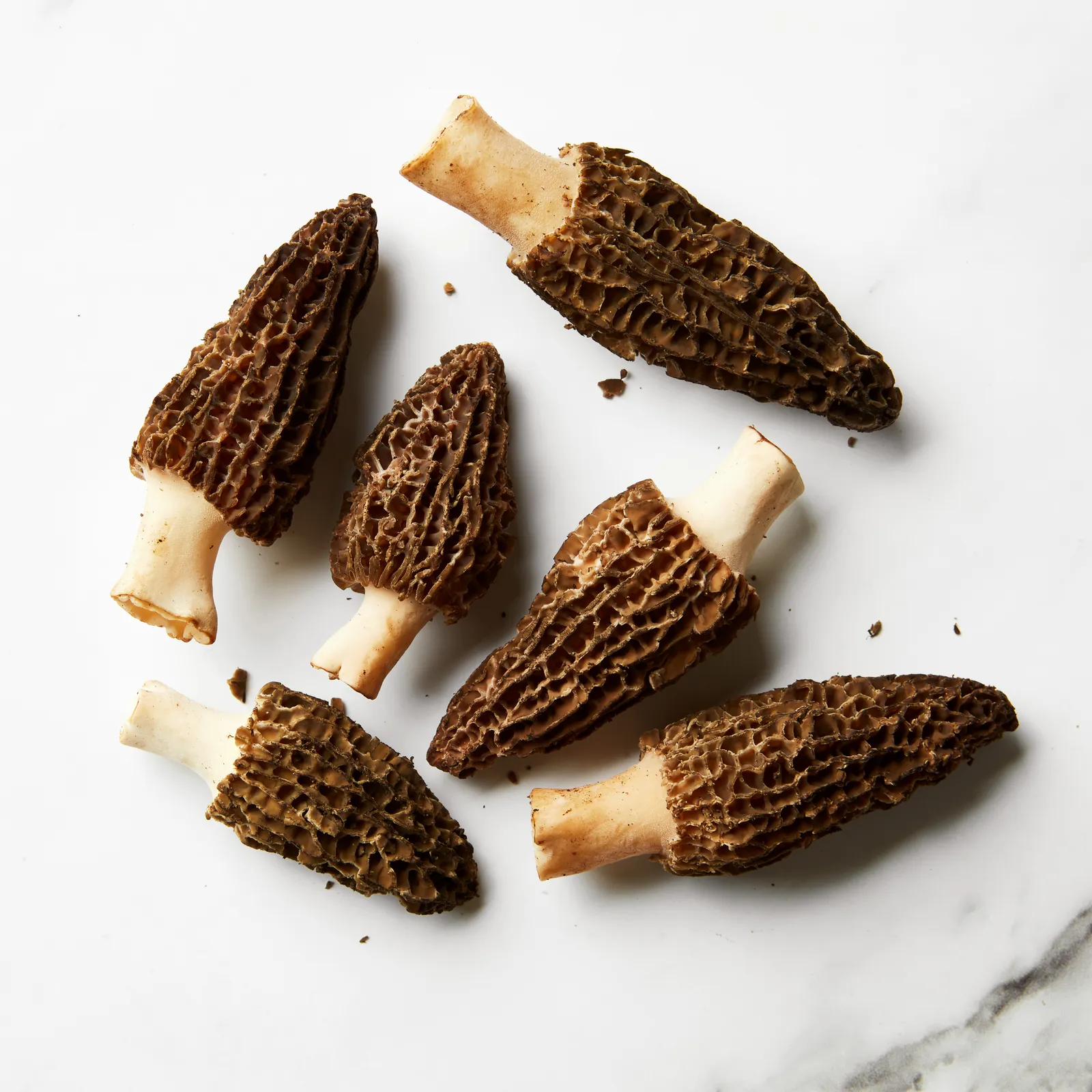 Morel Mushroom
