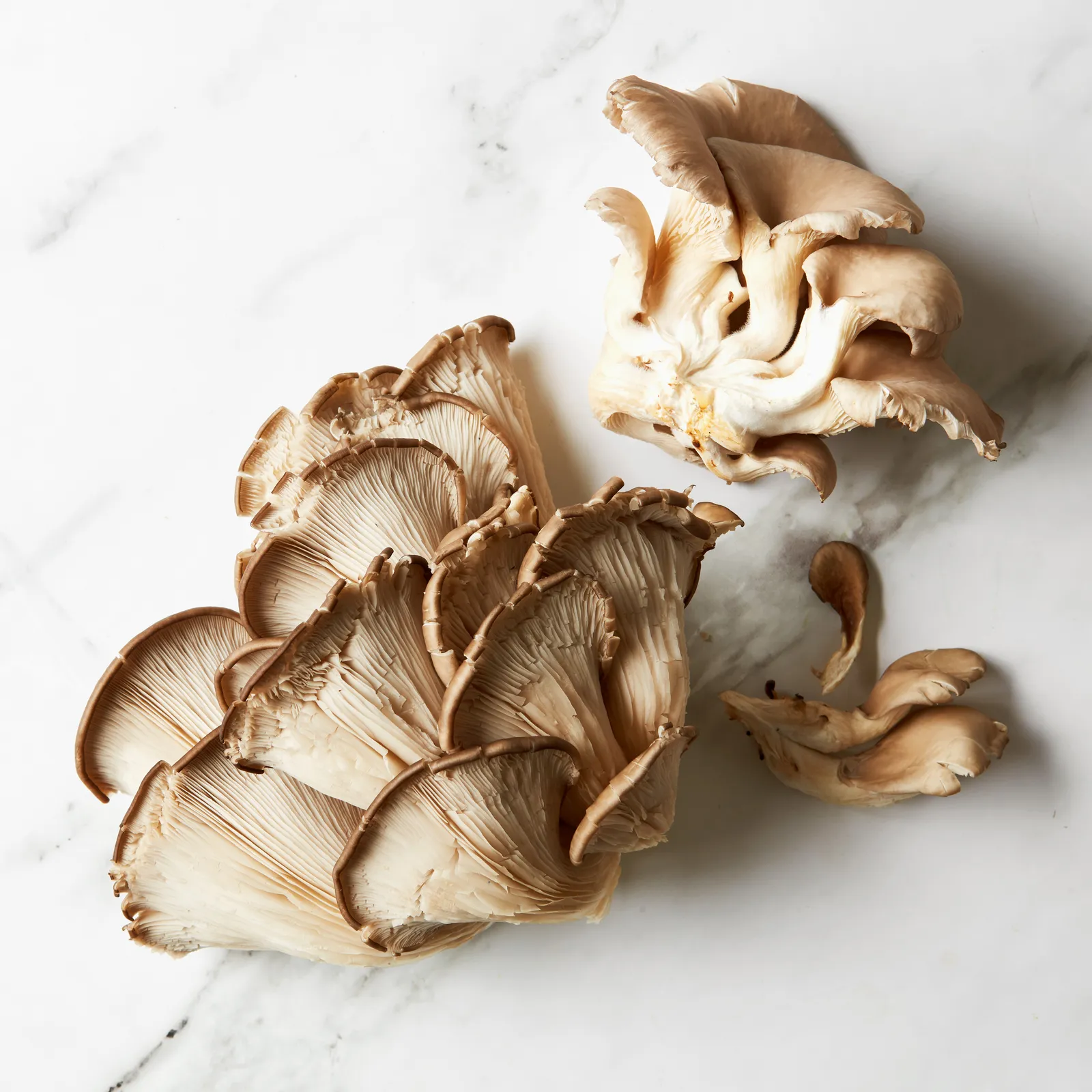 Oyster Mushroom